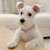 3-Row Bling Pet Collar - Adjustable Necklace for Small Dogs and Cats - Dazzling Accessory for Your Furry Friends