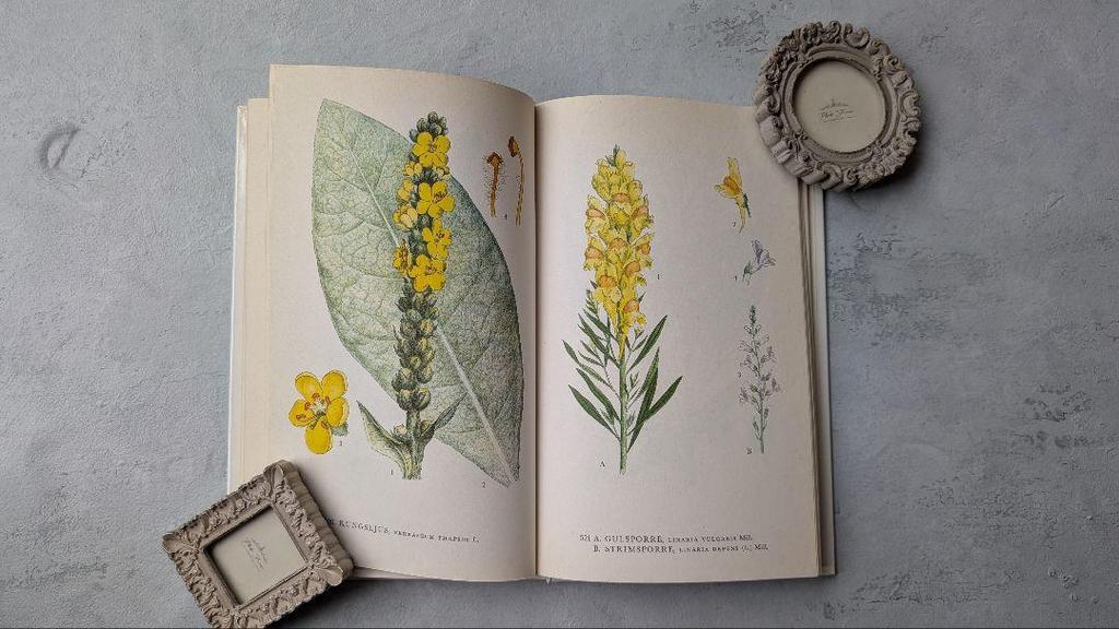 [USED] Nordens Flora, C.A.M. Lindman, Volume 8