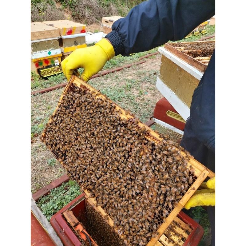 Ddabonfresh Honey Gift Set for Department Stores, 100% Domestic Acacia Wildflower Honey, No. 1, 1 Piece