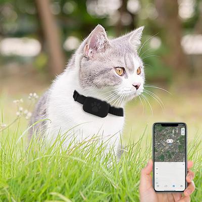 Köpek – Köpek Tasmaları ve Tasma Kayışları