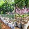 100pcs Nursery Bag Plant Seeding Grow Bags Degradable Garden Indoor Planting Bags Greenhouse Flower Pots Bags