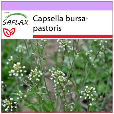 Πορτοφόλι Sheperd - 1000 σπόροι - Capsella bursa-pastoris