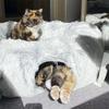 Best-selling Plush Cat Bed with Tunnel Design Creative Pet Beds Winter Warmth Foldable Puppy Supplies Essential for Pet Owners