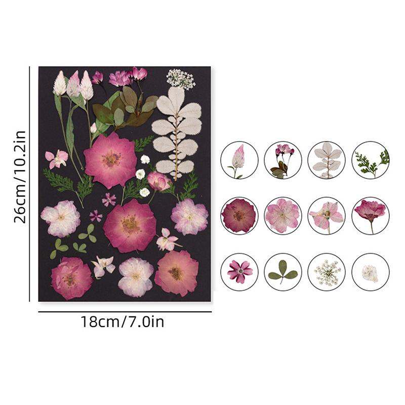 Dry Embossed Flower Diy Hand-Drop Glue Photo Frame Decorative Real Flower Plant Specimen Dried Flower Materials