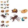 Butterfly Life Cycle Model Pvc Educational Toy For Science Learning