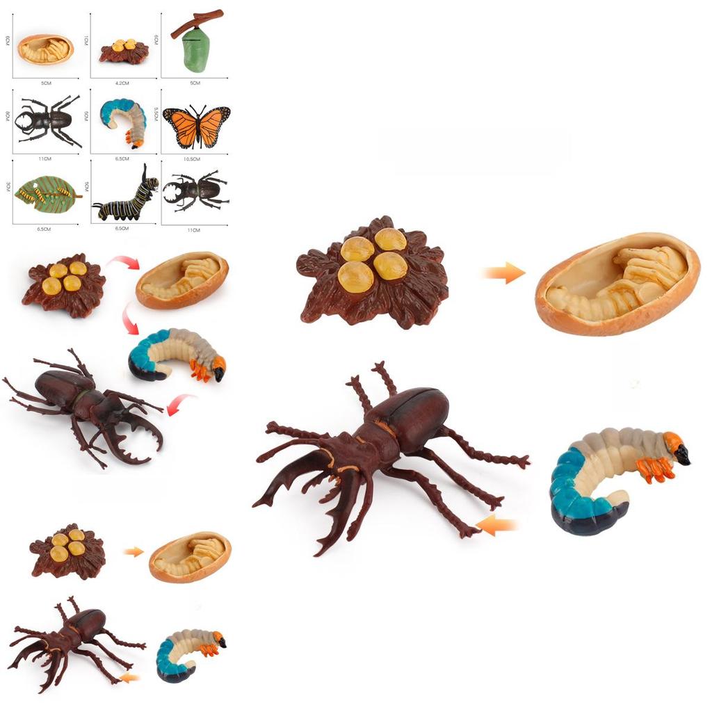 Butterfly Life Cycle Model Pvc Educational Toy For Science Learning