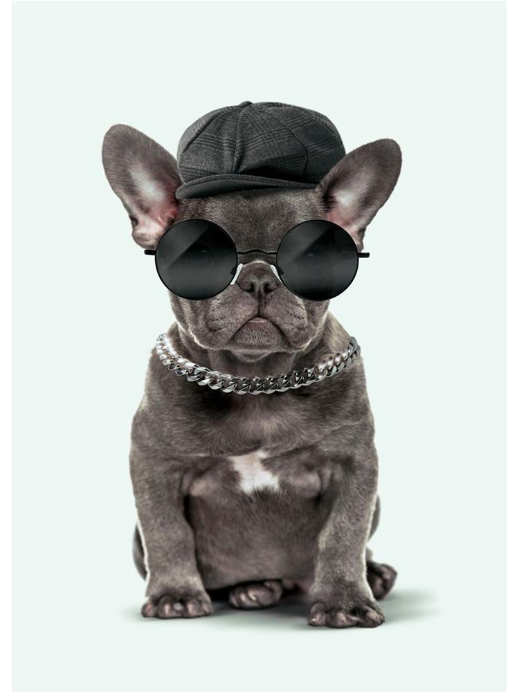 

Модный постер с животными, кошка, собака, птица, утка, забавная картина на холсте, картина с принтом на стене, современное украшение для дома, детской комнаты 21x30cm No Frame