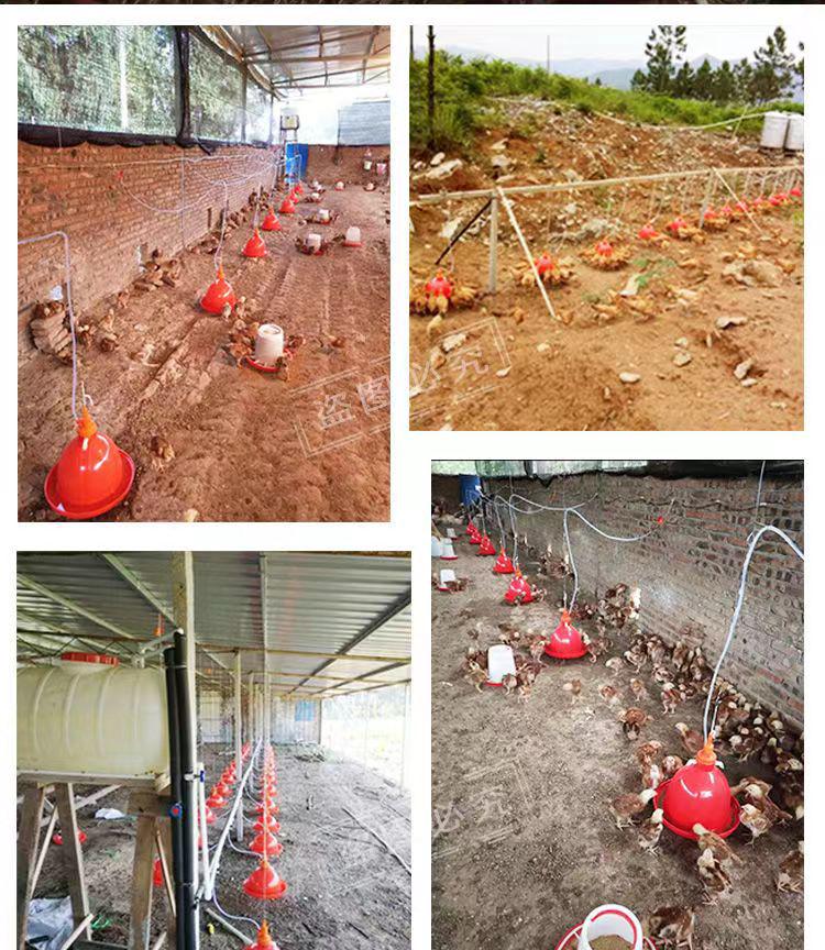 Plasson Automatic Chicken, Duck & Goose Water Drinker & Feeder