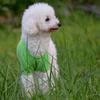Pet Shirt Lapel Design Sweat-absorbent Solid Color Dog Two-legged T-shirt for Summer