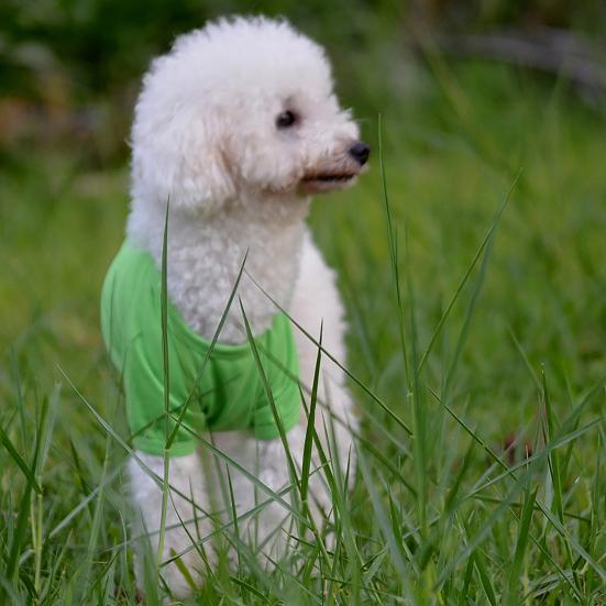 Pet Shirt Lapel Design Sweat-absorbent Solid Color Dog Two-legged T-shirt for Summer