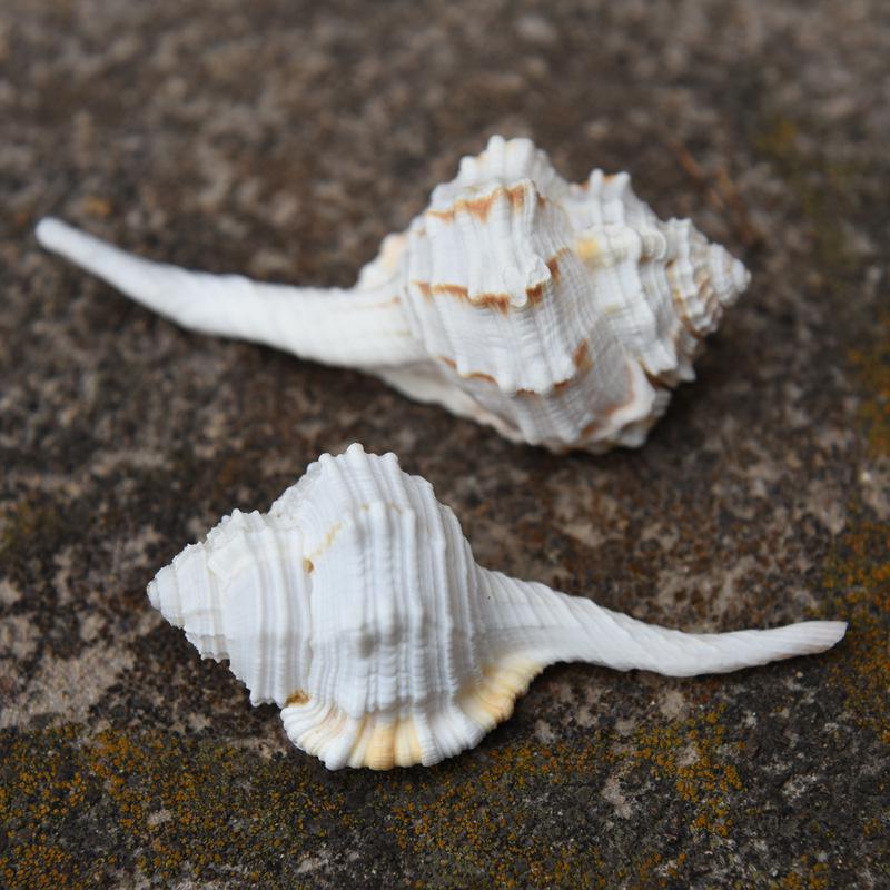 Natural Seashell Specimen - Aquarium Decor, Photography Props, Handicrafts, Neck Ring Shell Inlay