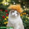Gatos – Roupa para gatos