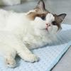 Cooling Ice Silk Pet Mat for Dogs and Cats