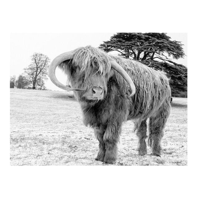 Black and White Highland Cow Cattle Canvas Painting Nordic Posters and Prints Wall Art Pictures for Living Room Home Decoration No Frame