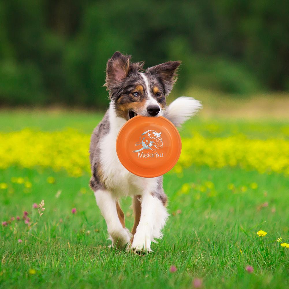 professional dog frisbee