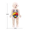 Montessori Modell des menschlichen Körpers Organe Anatomie DIY Bauspielzeug Kinder Wissenschaftliche Bildung Medizinisches Lehrmittel Frühes Lernen Educ