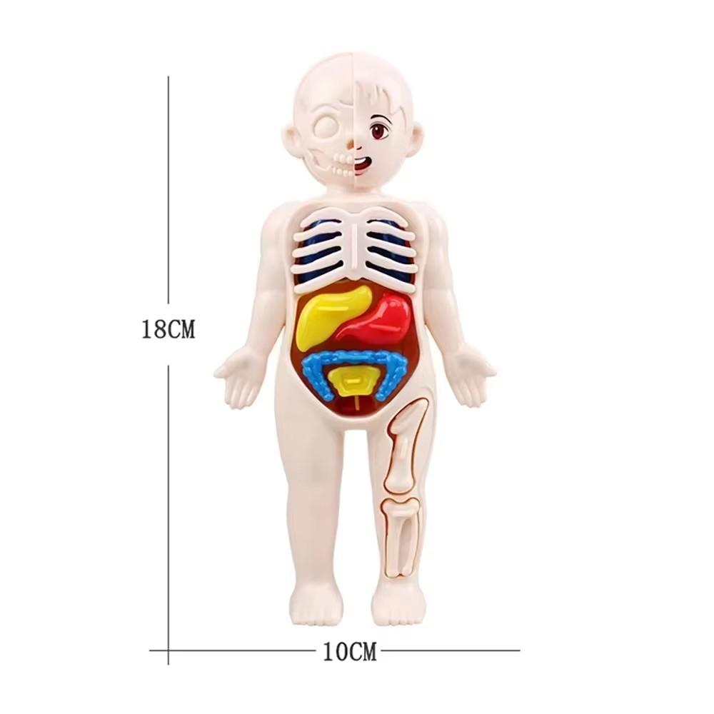 Montessori Modell des menschlichen Körpers Organe Anatomie DIY Bauspielzeug Kinder Wissenschaftliche Bildung Medizinisches Lehrmittel Frühes Lernen Educ
