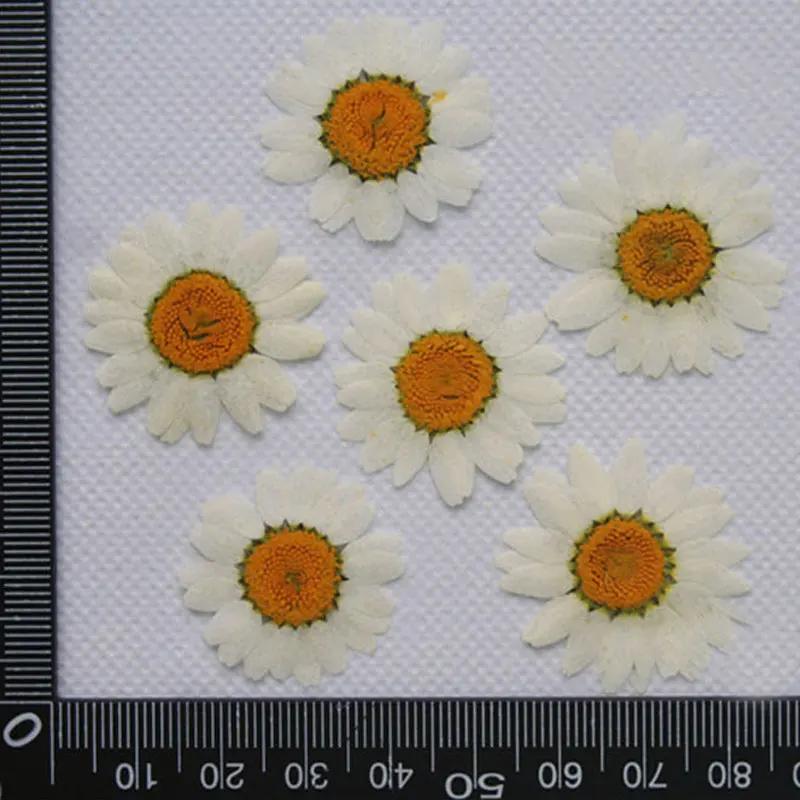 Pressed Flowers for Home Decoration, White Chrysanthemum, Bulk Packing, 1000PCs