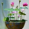 Decorațiuni pentru casă – Flori decorative şi coroane de flori