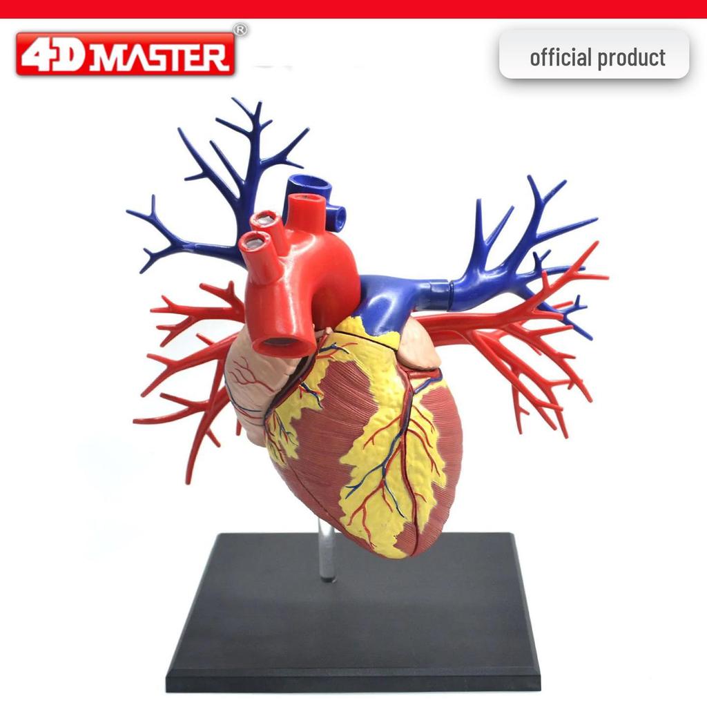 4D Knee Joint Ligament Anatomy Model for Medical Teaching