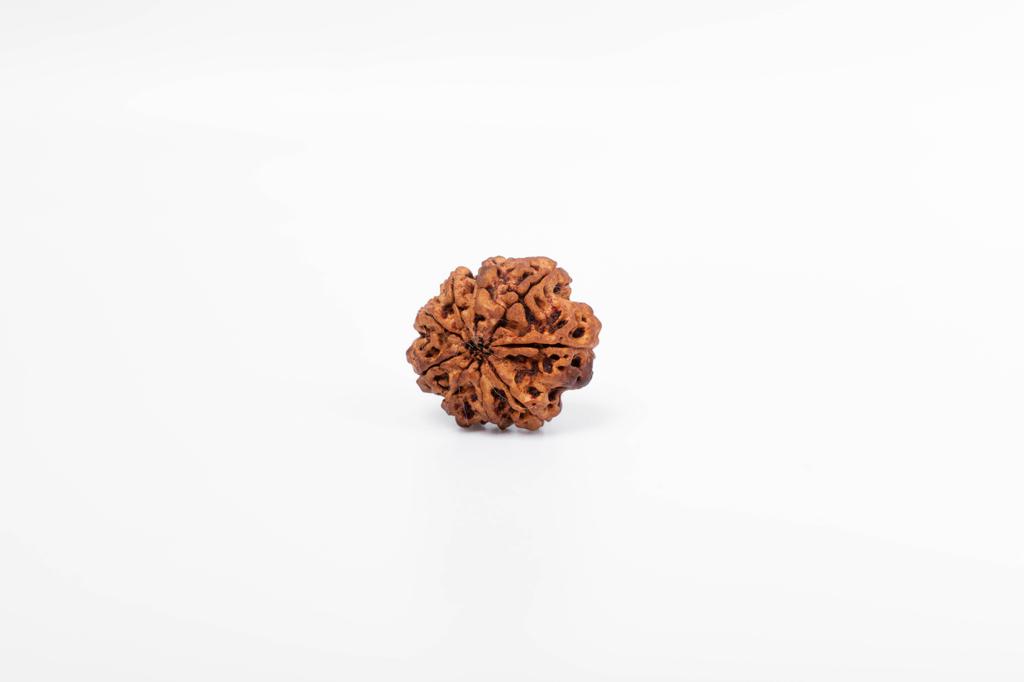 Natural 9 Mukhi Rudraksha Bead – Nepali Origin | Powerful Bead for Durga Blessings, Fear Removal, Vitality & Energy Shield | Organic & Lab Certified