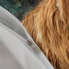 Highland Cattle Digitaltryckt Sängklädesset Mjukt Mysigt Påslakanset King Queen Twin Singel Storlek Födelsedagspresent Rumsdekoration