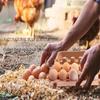 1 ks Karton na vejce 30x20x4cm Biodegradabilní papírová buničina Kartony na vejce Držák na 12 vajec Nárazuvzdorný Ekologicky Kuchyňské nářadí Skladování