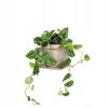 Gold Metal Wall Flower Stand, Flowerpot Holder, Modern Plant Hanger, Loft, Scandinavian