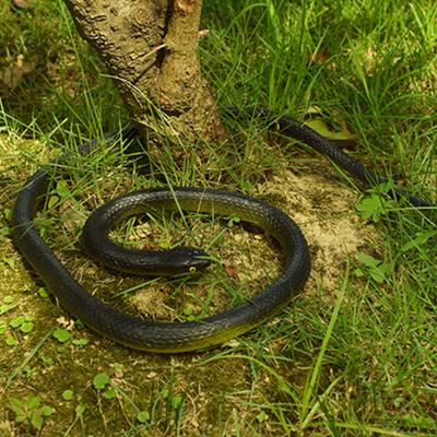 80cm Realistic Appearance 3D Eyes Fake Snake Tricky Funny Spoof Artificial