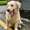 Thin Breathable Pet Princess Dresses Flutter Sleeve Dog Summer Vest Pet Pullover  Spring Summer