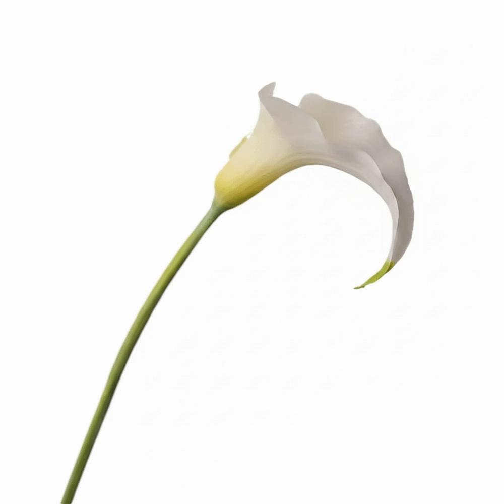 Süße Haptik Künstliche Calla Realistisches Aussehen Mini-Stil Calla-Blume Künstlicher Blumenstiel Hochzeitssträuße