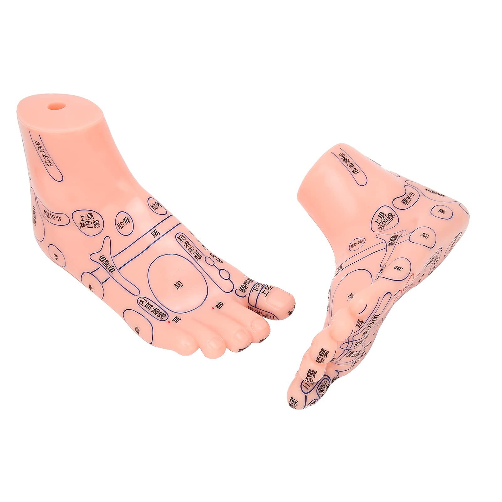

Foot acupuncture PVC foot reflexology model for family for clinic for hospital school model,