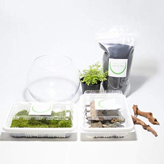 

Мох для выращивания мха в интерьере, набор для террариума, набор для бонсай из мха, набор для лесной пещеры мини