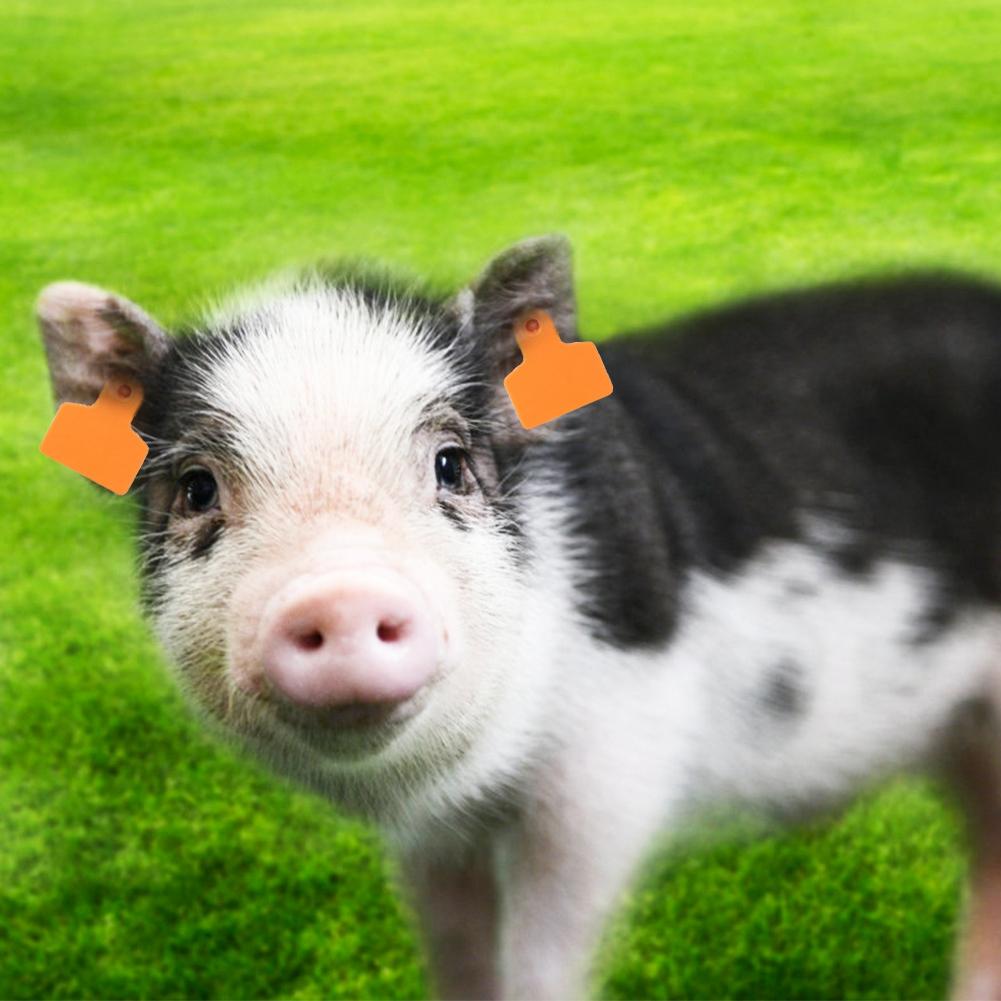 

100 шт. Номерной бирки для скота, Маркер для этикеток, Аксессуар для свиньи, коровы, овцы, животного, Оранжевый для свиньи 48x40 мм