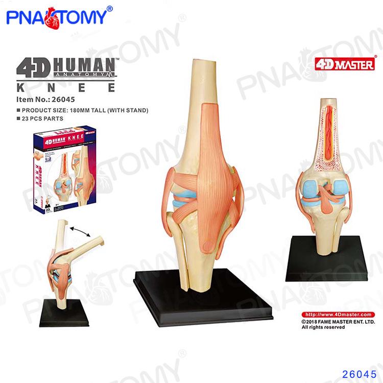4D Human Anatomy Model: Brain, Heart, Eye, Ear, Pelvis, Knee, Muscle