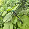 Flexible Dragonfly Sculpture Pvc Dragonfly Yard Art 3d Dragonfly Garden Stakes for Indoor Outdoor Plant Decor for Window