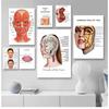 Detailliertes Muskelanatomie Medizinische Kunst Poster, Leinwandbild, Wanddruck, Rahmen, Heimdekoration, Gesicht, Menschliche Haut