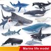 PVC Simulation Sea Life Shark Cachalot Ocean Action Figures Gift Whale Figurines