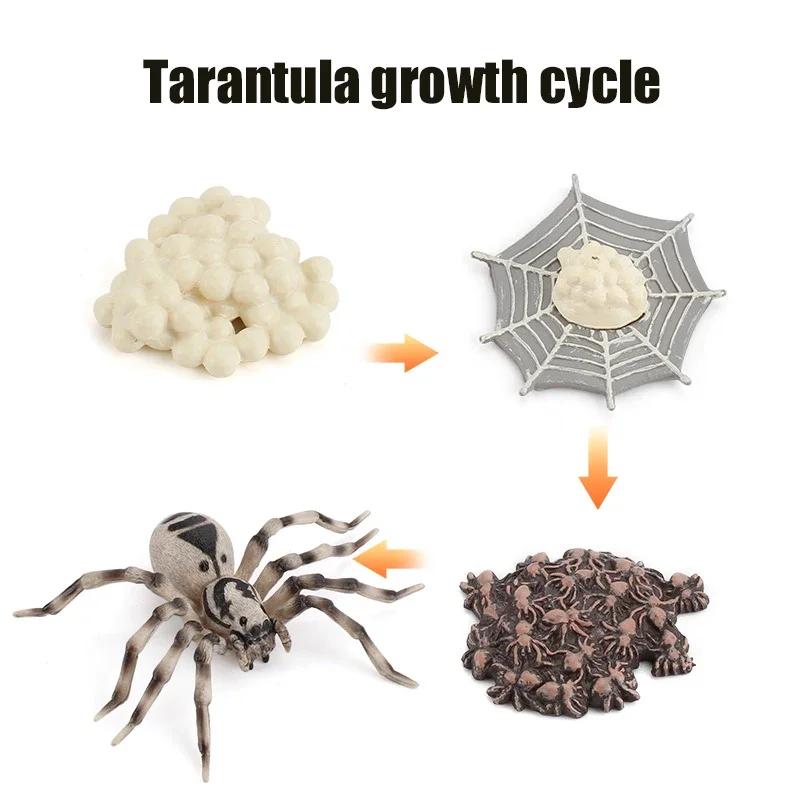 

Animal Growth Cycle Model Children s Toys Montessori Teaching Aids Plant Animal Growth Cycle Model Set Preschool Cognitive Toys