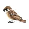 BH7019 HANSA Sparrow 10