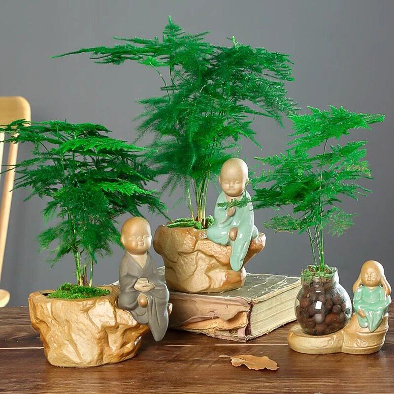 Asparagus Fern Indoor Plant: Air-Purifying, Evergreen, Hydroponic Bonsai for Office or Home