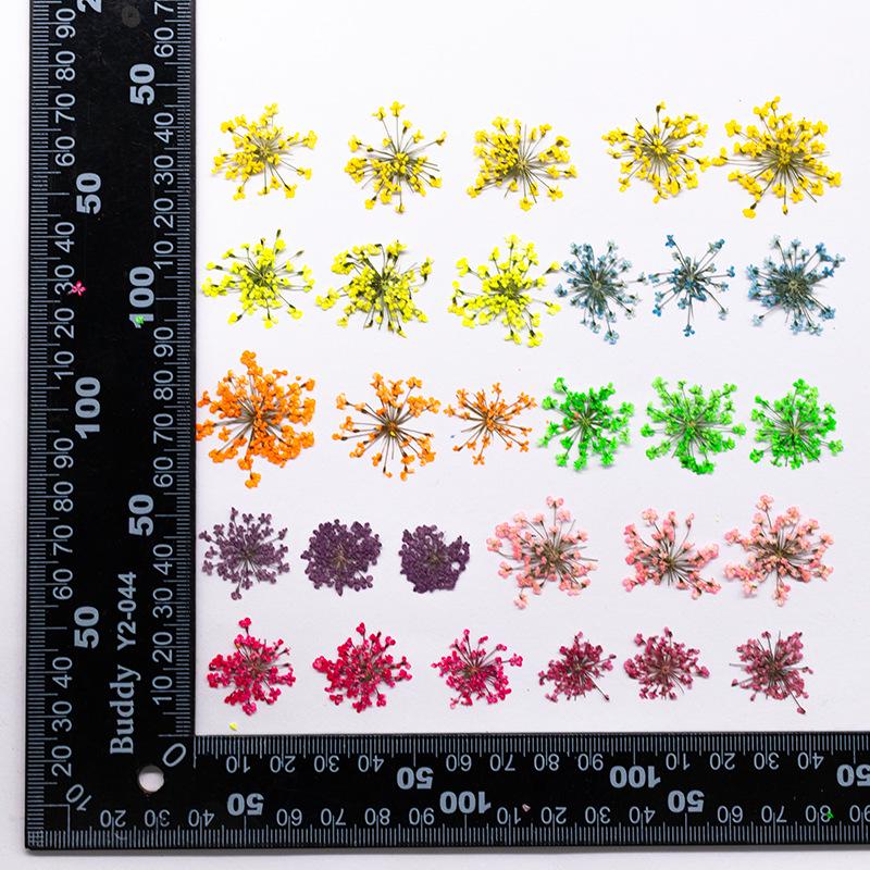 Snow Pearl Pressed Dried Flowers: Real Flowers for DIY and Teaching