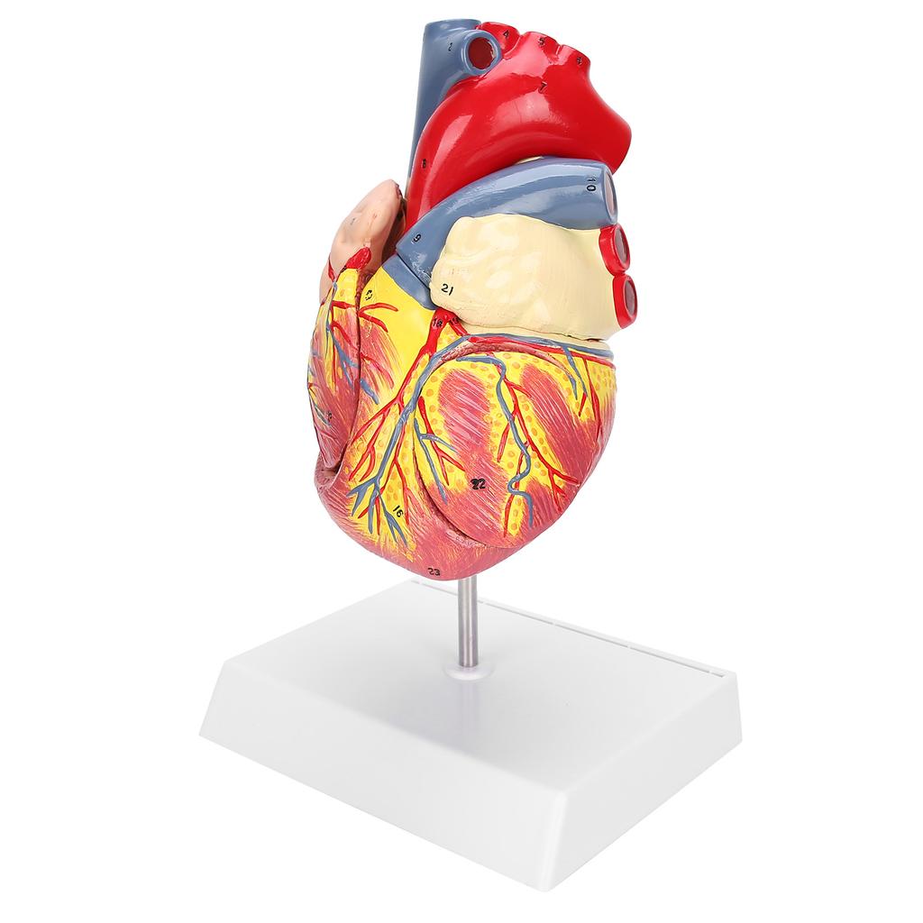 2X Life Size Heart Model Human Heart Teaching Model Simulation Heart Organ Model