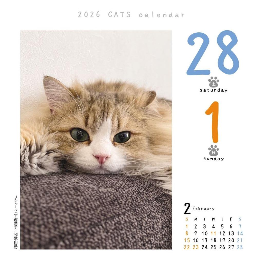 Cat Calendar 2026 Daily Calendar CK-C26-01