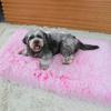 Plush Square Pet Bed - Deep Sleep Sofa for Dogs and Cats