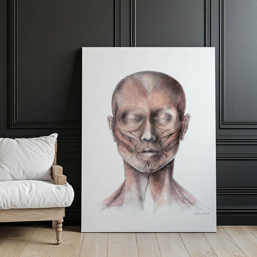 Mięśnie Mimiczne Twarzy - Widok Od Przodu (Norma Frontalis) - Plakat Anatomiczny Mięśnie Mimiczne Twarzy - Widok Od Przodu (Norma Frontalis) - Plakat