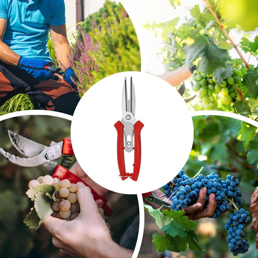 1 Pcs Stainless steel fruit picking scissor With labor-saving Handle Pruning thinning of fruit trees in landscaping horticulture