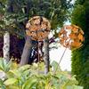 KX4B Rusty Garden Decorative Stakes Metal Flower Garden Decoration Plant Decoration