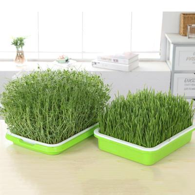 Ghivece de flori și coșuri – Containere pentru răsad