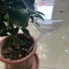Bird-Shaped Automatic Watering Can for Plants